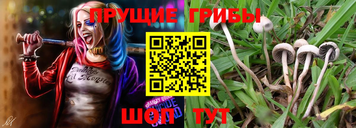 Псилоцибиновые грибы Psilocybe Лесозаводск